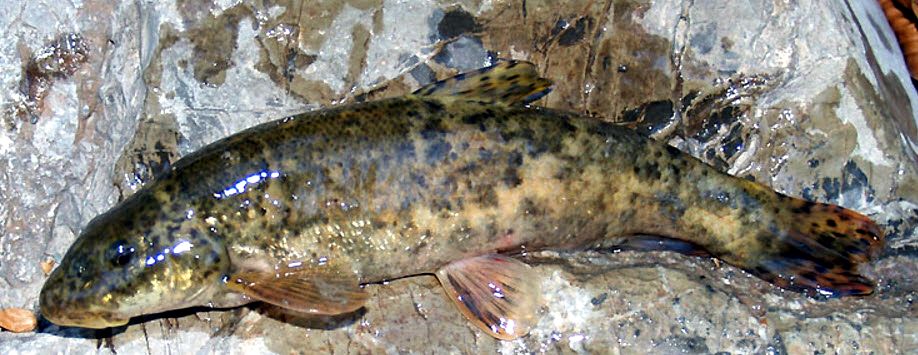 Barbus meridionalis_06.jpg